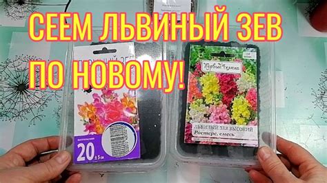 СЕЕМ ЛЬВИНЫЙ ЗЕВ ПО НОВОМУ. - YouTube