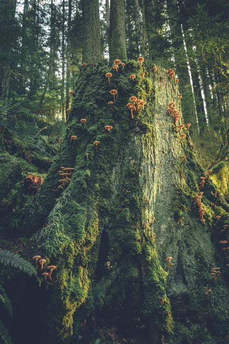 Best Vancouver Bc Images On Pholder Earth Porn City Porn And