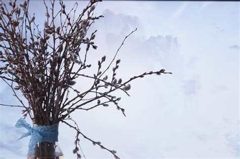 Premium Photo Pussy Willow Willow Branches Bloom Spring Concept Easter Holiday Background