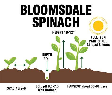 Bloomsdale Spinach – howgrowherbs