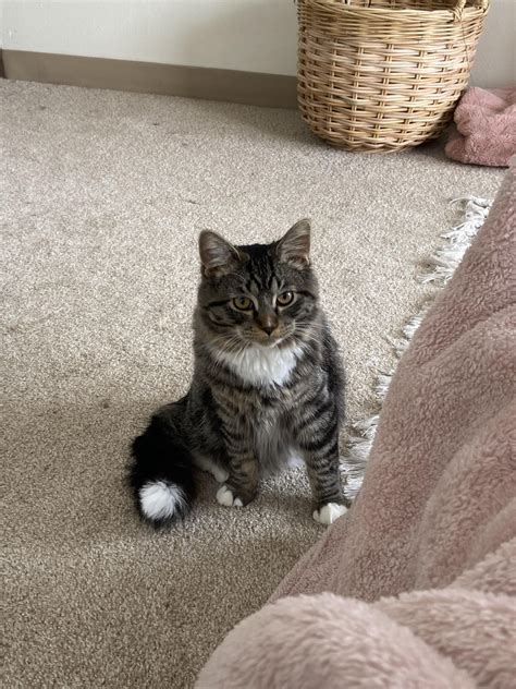 What kind of cat do I have? : r/cats