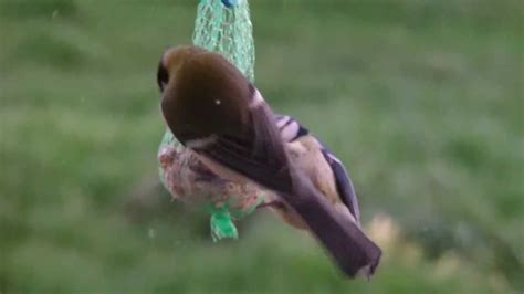Tits Feeding Close Up Superb Hd Quality Youtube