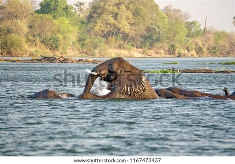 Elephants Having Sex Zambezi River Above Stock Photo Shutterstock