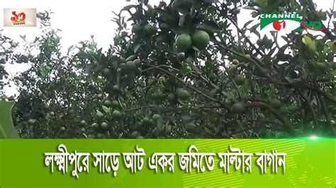 লক্ষ্মীপুরে মাল্টা বাগান করে সফল এক তরুণ উদ্যোক্তা Youtube