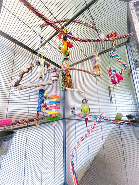 Lovebird Cage Setup Featherland Bird Cage