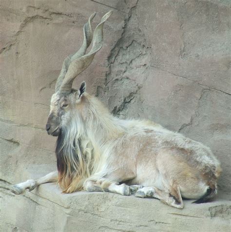 Винторогий козёл - Мастерок.жж.рф