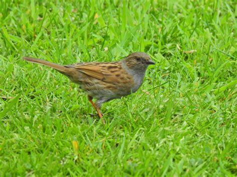 Dunnock From Millcroft Road Woolton Liverpool Uk On May