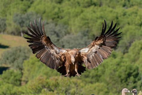 18 Different Types Of Vultures With Pictures