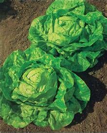 Laitue Pomm E Grosse Blonde Paresseuse