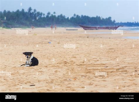 Black Dog Laying On The Empty Sandy Beach Stock Photo Alamy