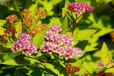 Gold Mound Spirea: Care and Growing Guide