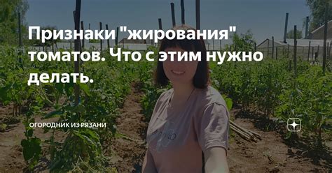 Признаки "жирования" томатов. Что с этим нужно делать. | Огородник из ...