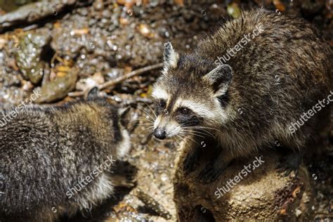 Guadeloupe Raccoon Procyon Lotor Minor Endemic Editorial Stock Photo