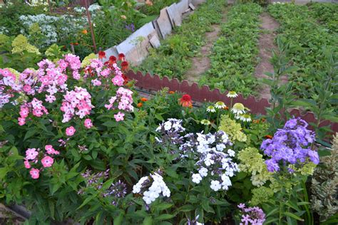 Флоксы на даче (74 фото) - красивые картинки и HD фото