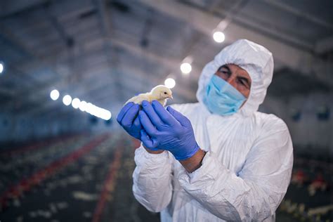 Russia Has Recorded The First Human Cases Of The H5n8 Bird Flu Strain