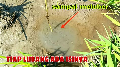 Mudahnya Mancing Belut Di Sawah Tiap Lubang Pasti Ada Isinya Youtube