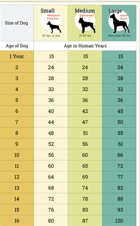 Pin by Katie Cook on CLAWS | Dog ages, Dog age chart, Dog years