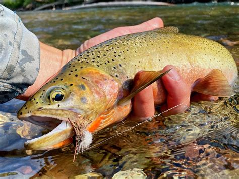 Westslope Cutthroat Trout Western Native Trout Initiative