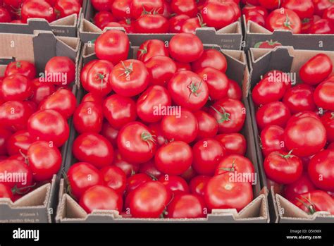 Tomatoes Set Nine Stock Photo Alamy