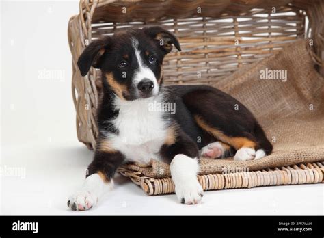 Border Collie Puppy 10 Weeks Stock Photo Alamy