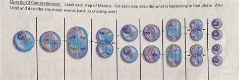 Solved Question 2 Comprehension: Label each step of Meiosis. | Chegg.com