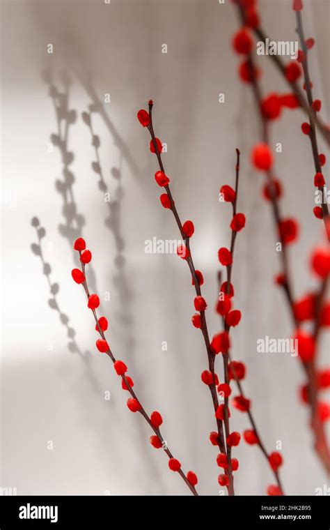 Bundle Of Red Painted Pussy Willow For Chinese New Year Vertical Image Stock Photo Alamy