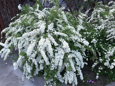 Спирея серая Грефшейм (Spiraea x cinerea Grefsheim) — Реконструкция ...