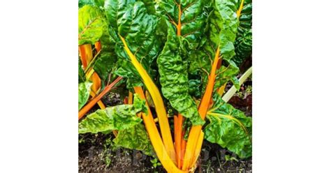 Pachet XXL Seminte Swiss Chard Bright Yellow 3 000buc