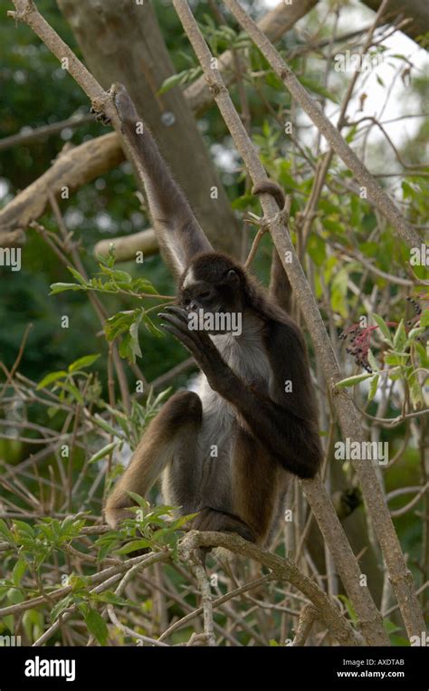 Variegated Spider Monkey Ateles Belzebuth Hybridus Hi Res Stock