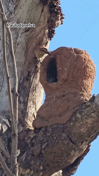 Ninho De Casaca De Couro - Ninho de Casaca-de-couro da lama #faunaeflora - YouTube