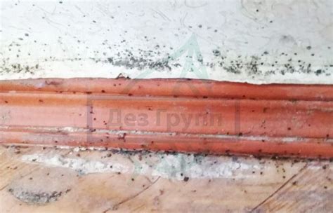 Дихлофос от клопов: варан, нео, инструкция, отзывы о средстве и цена