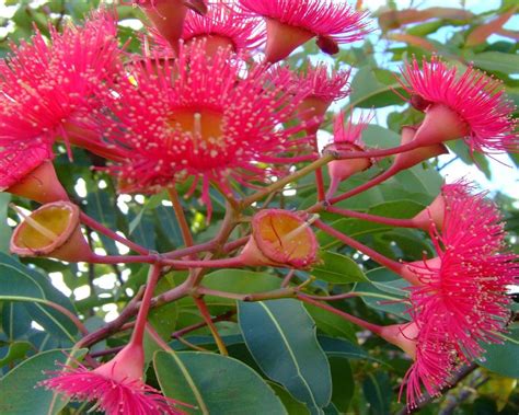 Флора Австралии (47 фото) - 47 фото