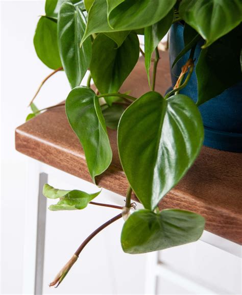 house plants philodendron