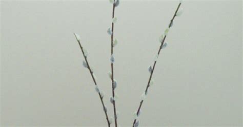 Artificial Pussy Willow