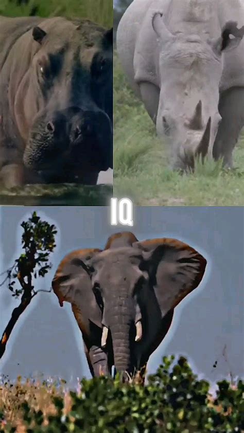 Elephant Vs Rhino Vs Hippo Youtube