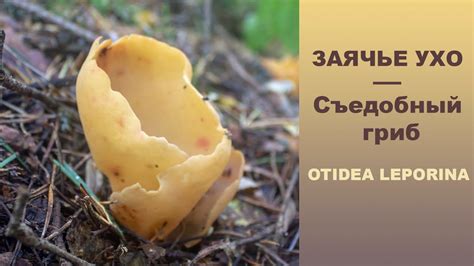 ЗАЯЧЬЕ УХО - Otidea leporina. Съедобный гриб! - YouTube