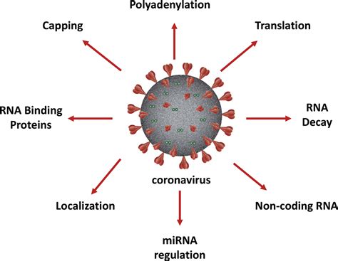 The Interface Between Coronaviruses And Host Cell Rna Biology Novel