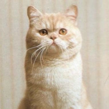 Bbw Britische Oma Fickt Xhamster