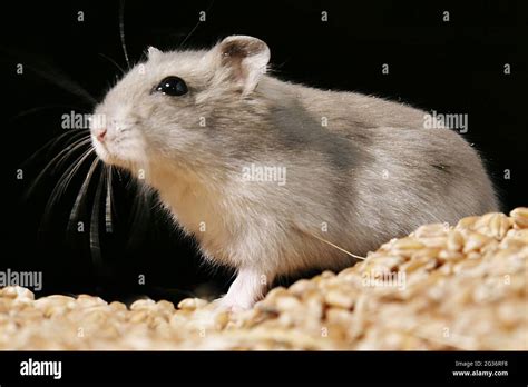Small Desert Hamsters Dwarf Hamsters Phodopus Spec Feeding Stock