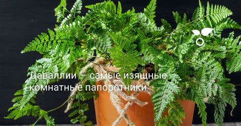 Даваллии — самые изящные комнатные папоротники. Уход в домашних ...