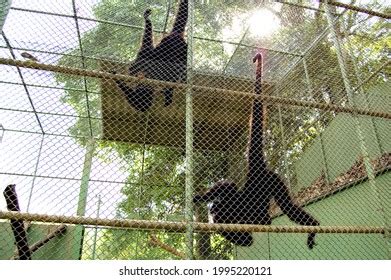 Monkey Nude Over Royalty Free Licensable Stock Photos Shutterstock