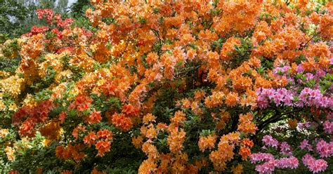 Rhododendren immergrüne Ziergehölze mit herrlichen Blüten