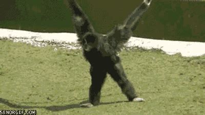 Monkey GIF by Cheezburger - Find & Share on GIPHY