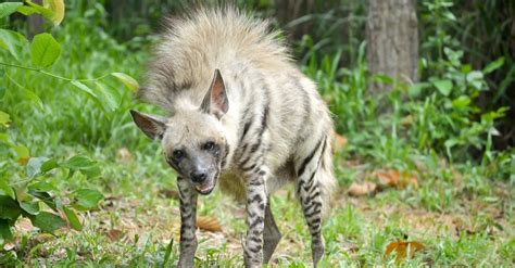 Striped Hyena Pictures - AZ Animals