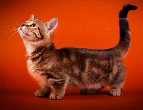 Манчкин: описание породы и характера, сколько живут