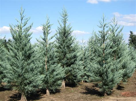 Семена и саженцы Секвойи по почте 🌲