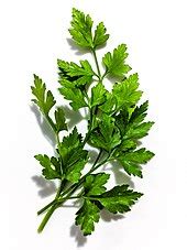 Parsley - Wikipedia