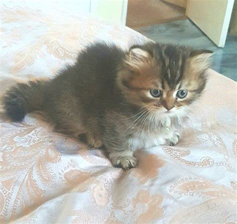 Teacup Munchkin Cats For Sale