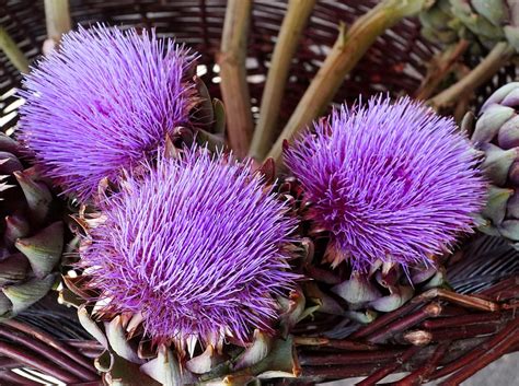 Artichokes Vegetables Blossom Free Photo On Pixabay Pixabay