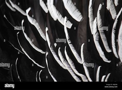 Wild Turkey Feathers Hi Res Stock Photography And Images Alamy